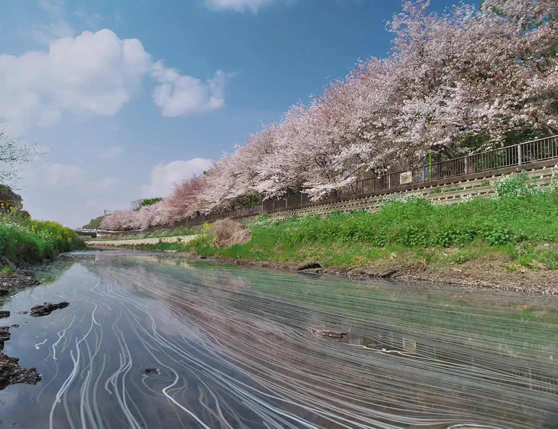 花筏の野川の写真