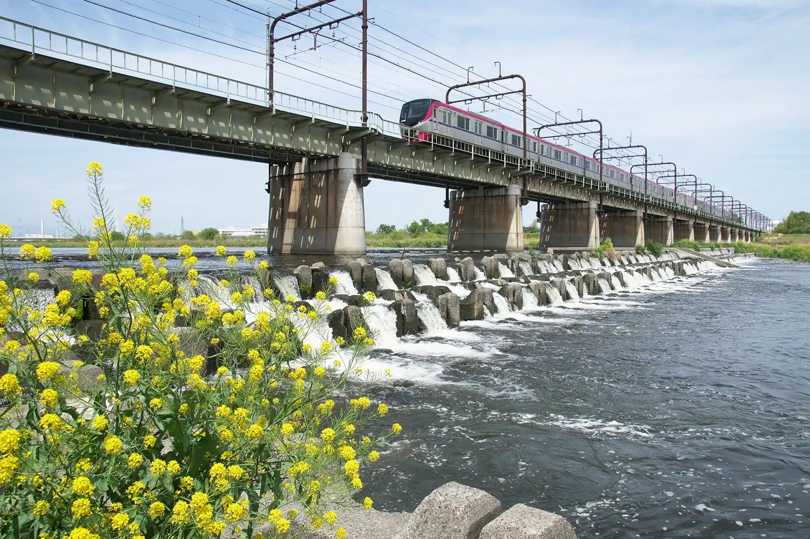 菜の花の多摩川の写真