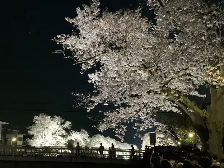 一夜の燁桜の写真