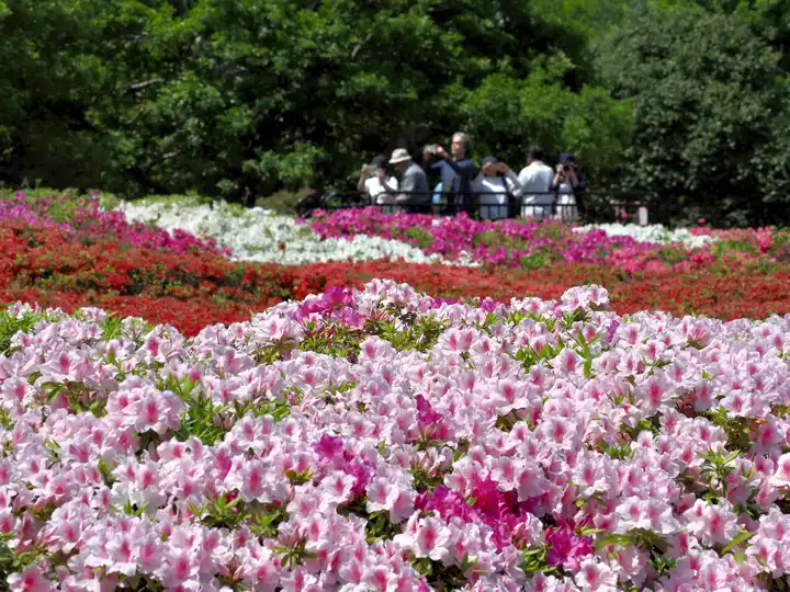 満開の花見台の写真