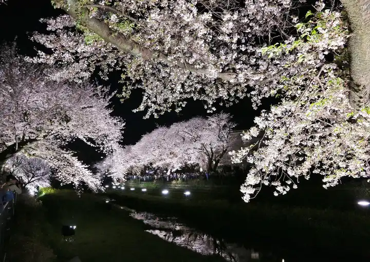 一夜だけの春景色の写真