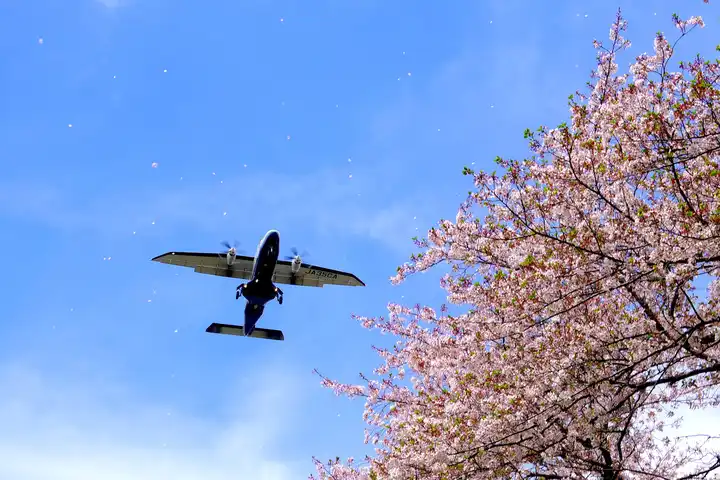桜吹雪に包まれての写真