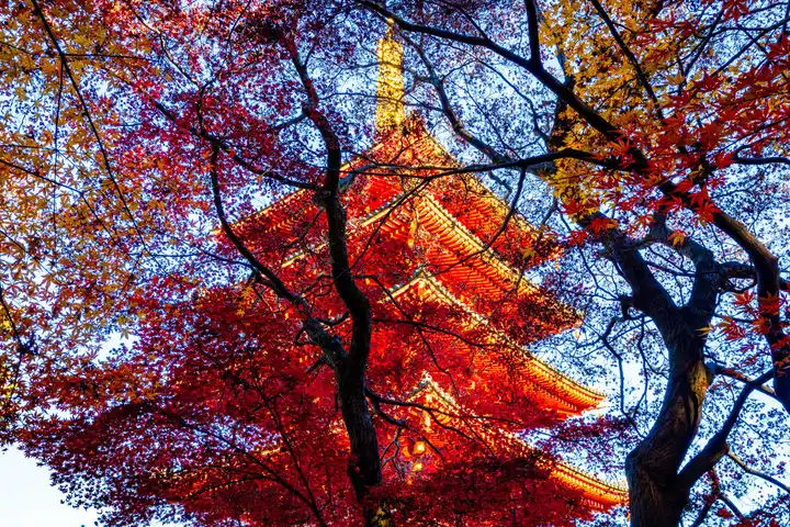 秋の五重塔の写真