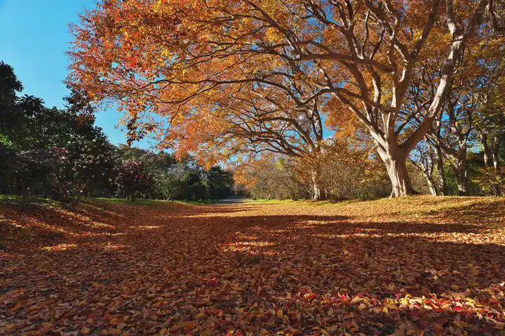 秋の道の写真