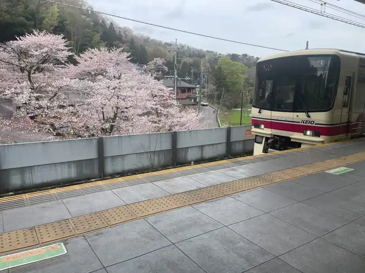 桜と京王8000系の共演の写真