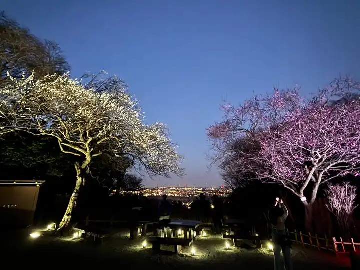 百草園からの夜景の写真