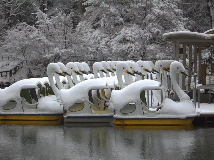 Ice Swans' Lakeの写真