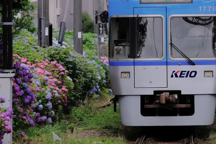 紫陽花が見える路線の写真