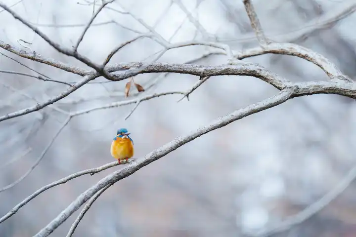 冬の詩の写真