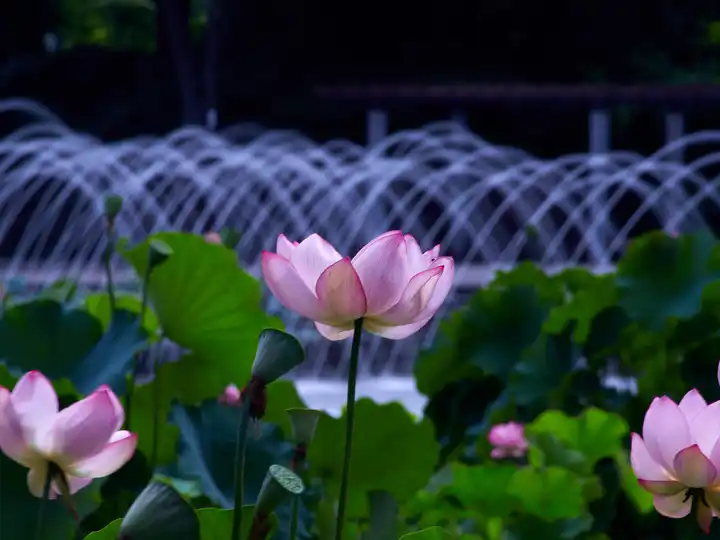 夏涼みの写真