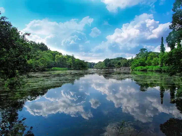 水面に映る夏の写真