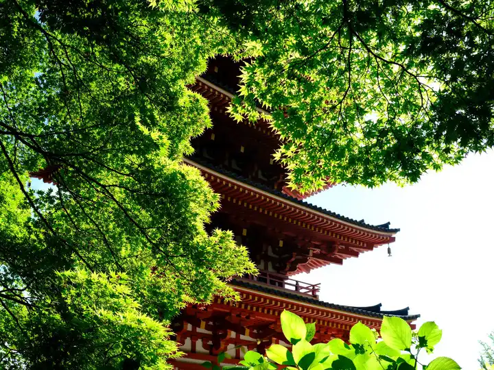 新緑の高幡不動尊の写真