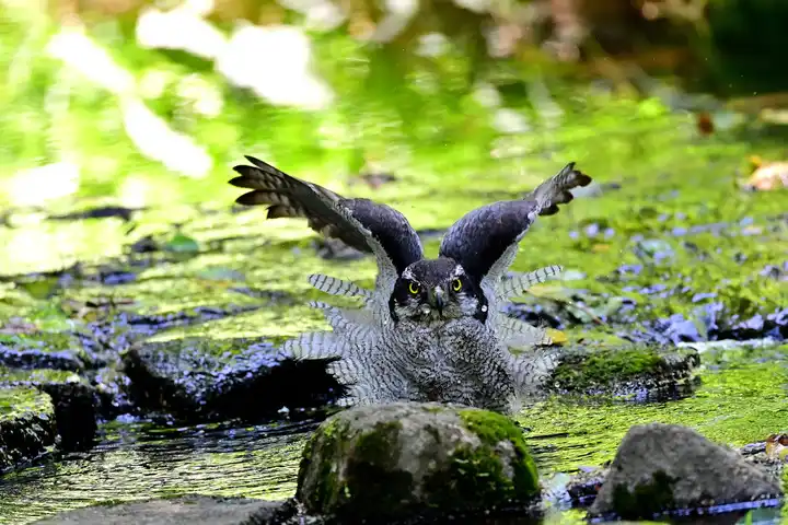 清涼の写真