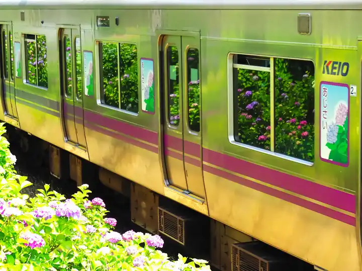 あじさい電車の写真