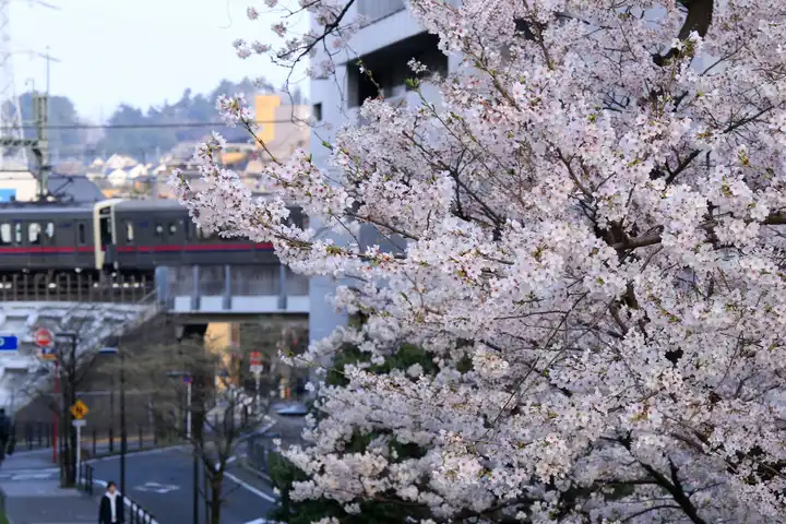 桜ヶ丘の春景色の写真