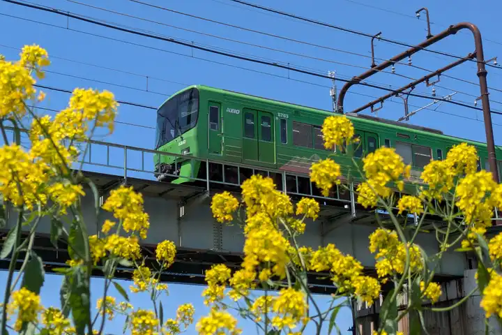 高尾と菜の花の写真
