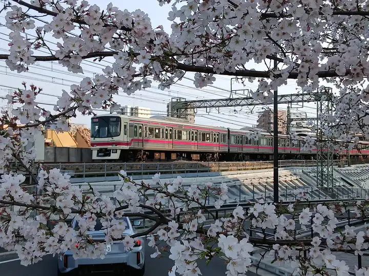 桜、綺麗だなの写真
