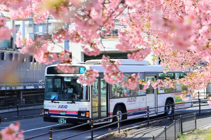 満開の桜アーチの写真
