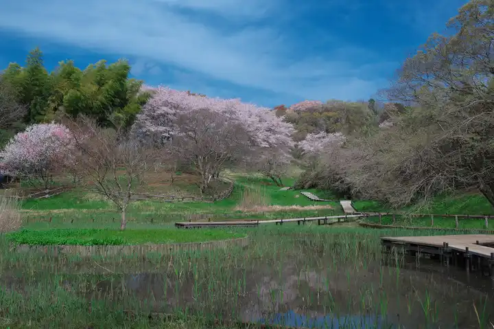 春の息吹の写真