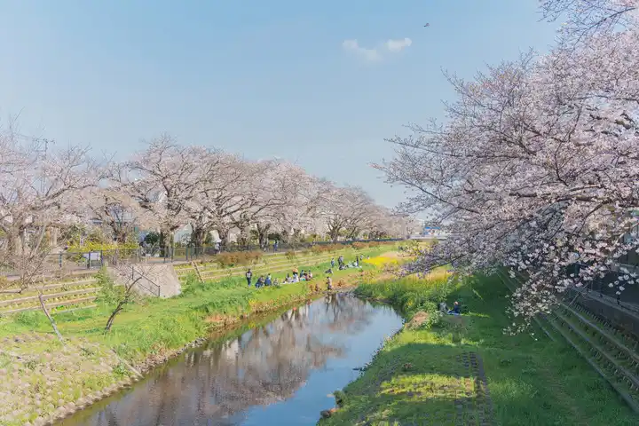 桜を楽しむ野川辺の写真