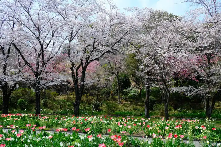花日和の写真