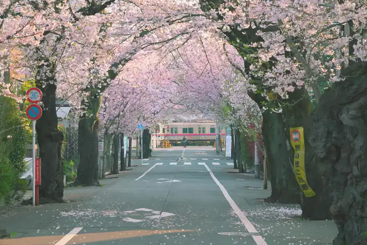 あさぼらけの写真