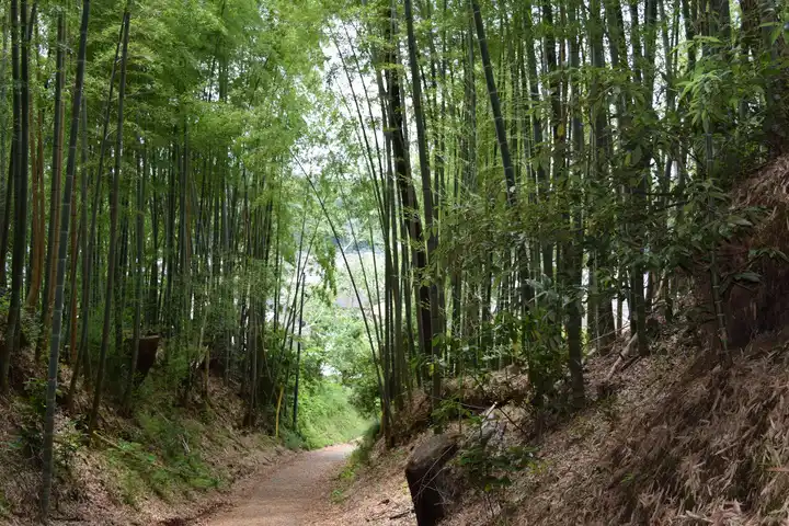 滝山の竹林の写真