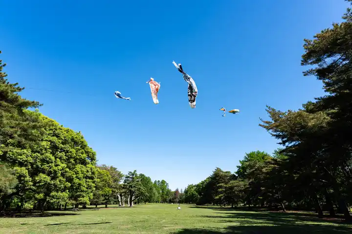 青空を泳ぐの写真