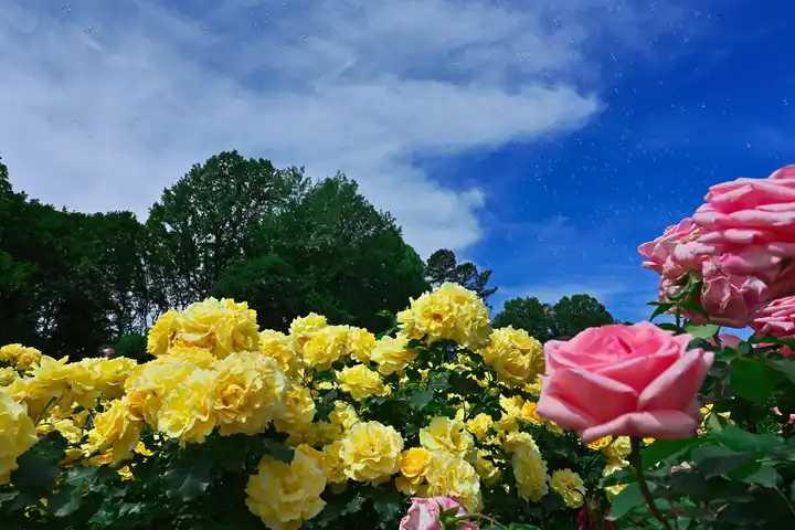 風に乗って、ばらの園への写真