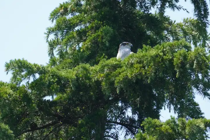 神代植物公園を見下ろす大鷹の写真