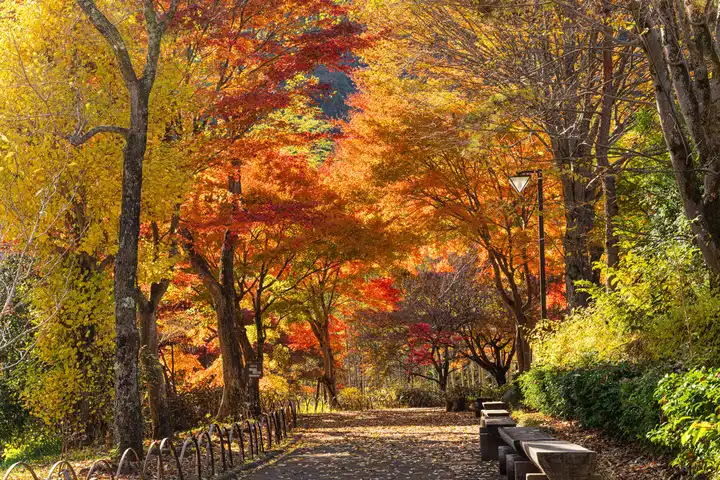 紅葉の屋根の写真