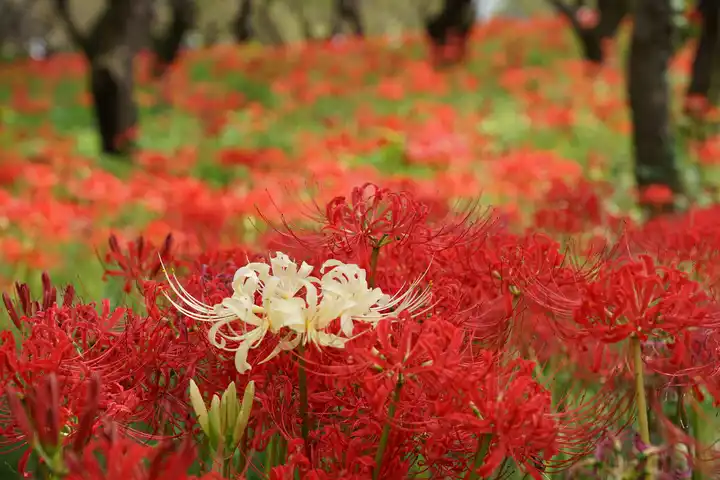 白い彼岸花ひとつの写真