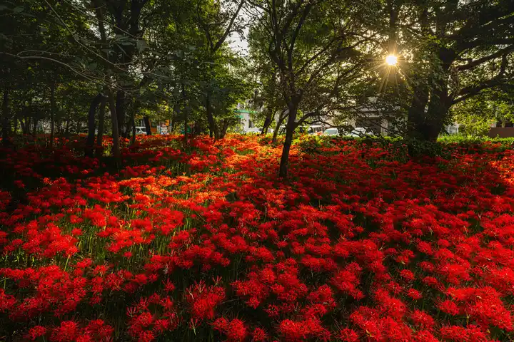 彼岸の絨毯の写真