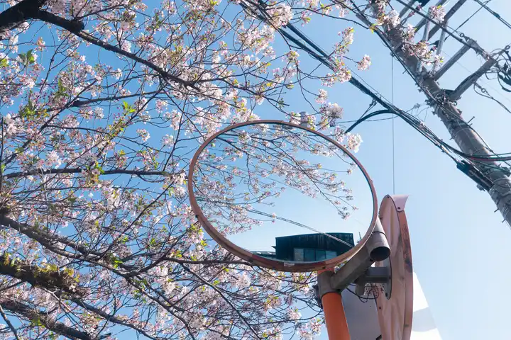 春・反射・桜の写真