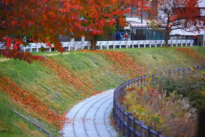 落葉の色どりの写真