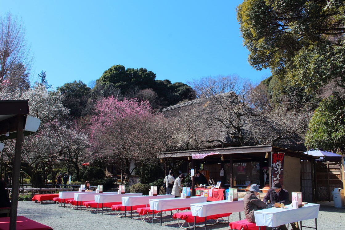 百草園～美しい梅花の写真
