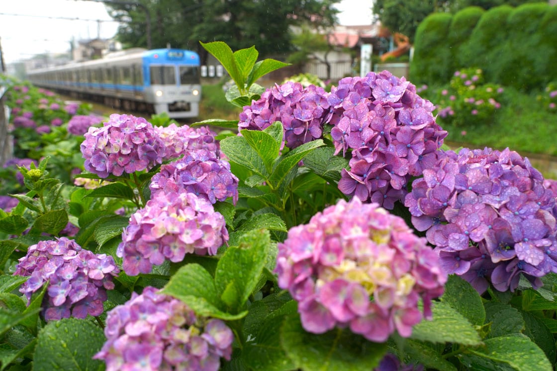 紫陽花の季節の写真