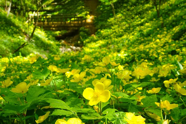 片倉城跡のヤマブキソウの写真
