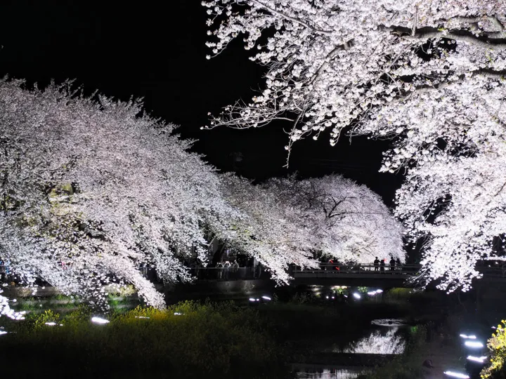 野川桜ライトアップの写真