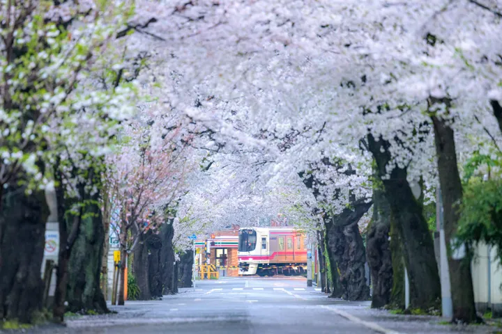 桜回廊の写真