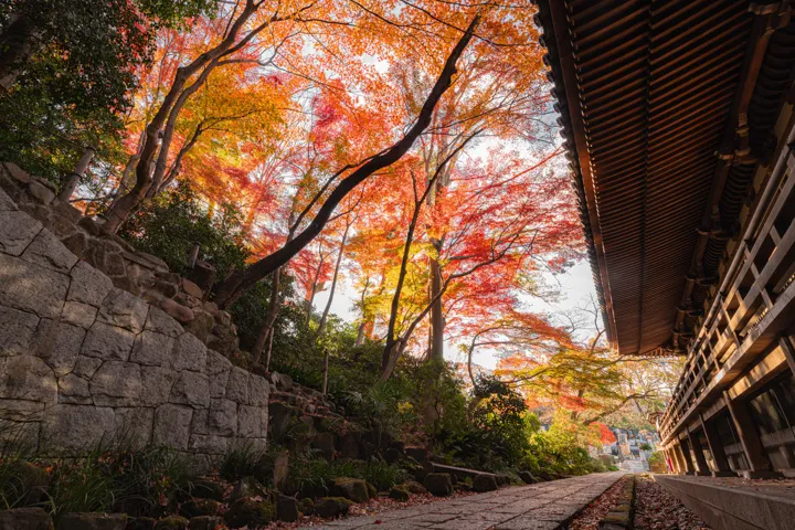 紅葉回廊の写真