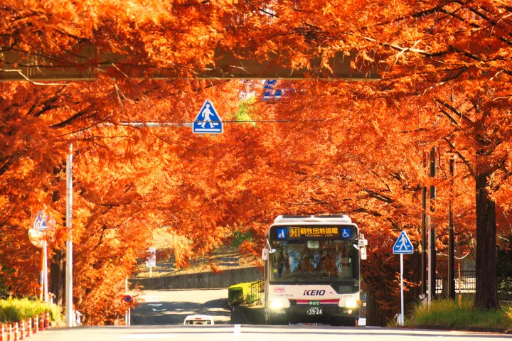 団地の秋の写真