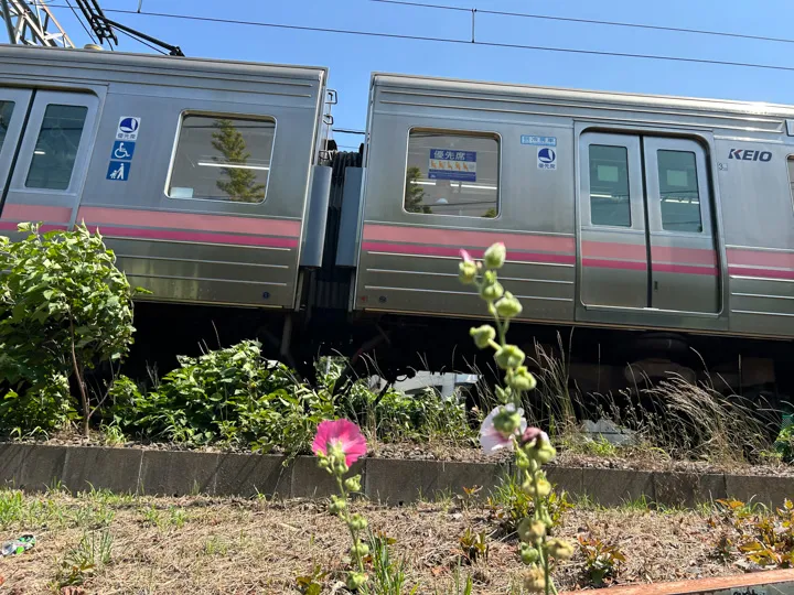 私の好きなピンクのお花と電車の写真