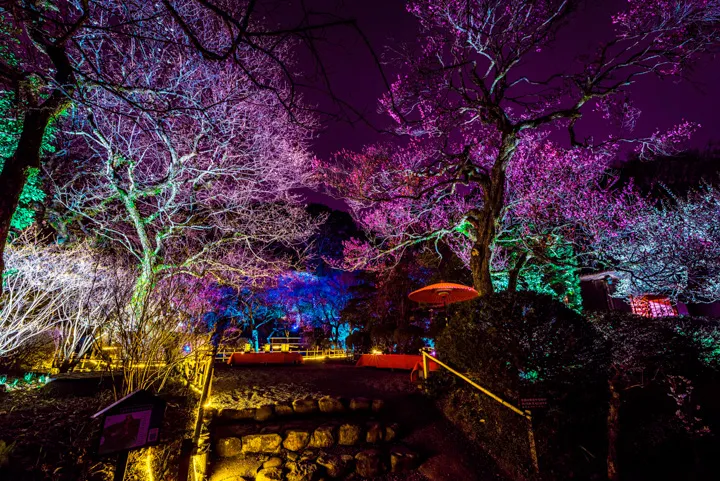 百草園・梅まつりライトアップの写真