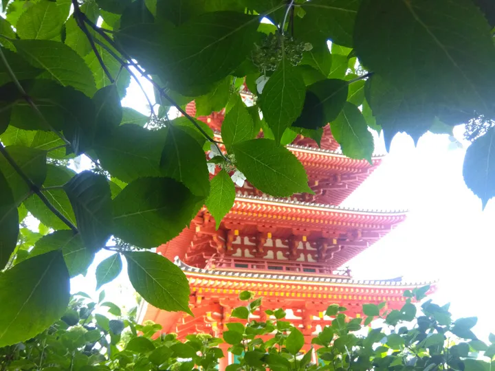 紅一点の写真