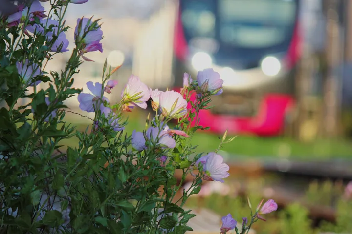 train flowerの写真