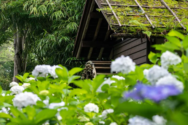 紫陽花と水車小屋の写真