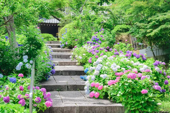 彩り紫陽花の写真