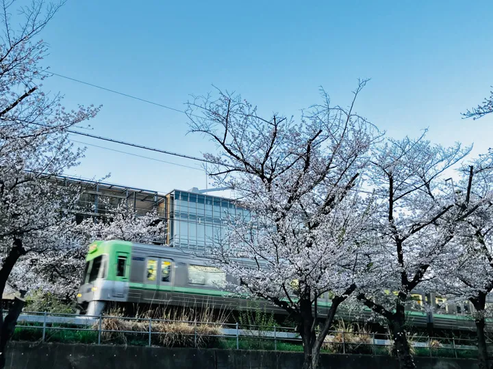 桜道の写真