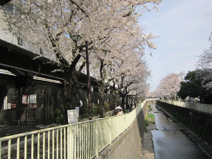 川の桜並木の写真
